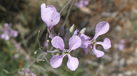 Schoenocrambe linearifolia